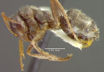 Media type: image; Entomology 34596   Aspect: habitus lateral view